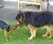Umbrien mit Hund